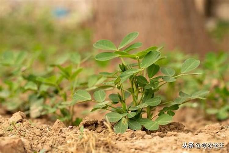 花生追肥用复合肥还是尿素用什么肥料最好