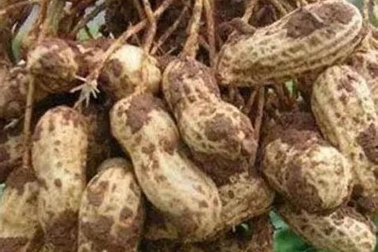 种植花生适合施用什么肥料