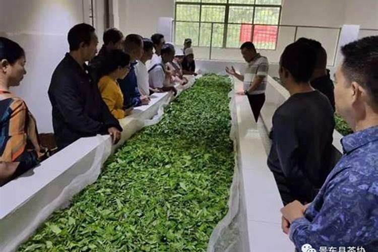 茶叶专用肥料,附茶叶的种植技术