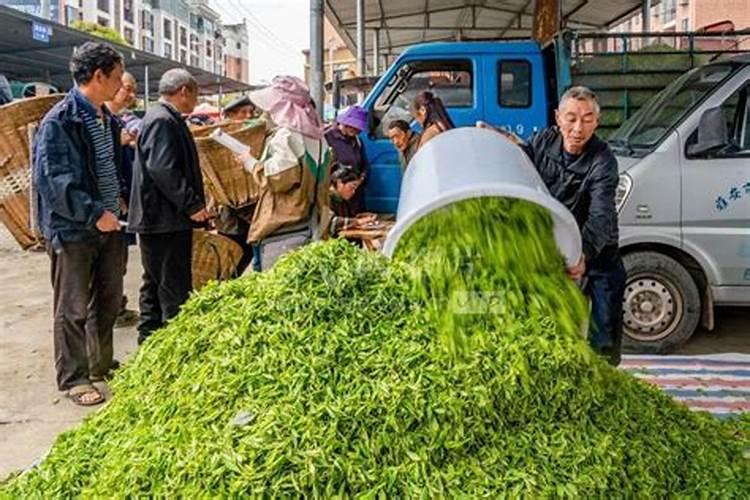 茶叶专用肥能用来种菜吗？