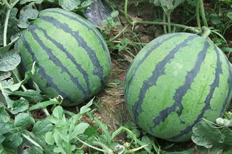 西瓜都需要施哪些肥料为好？