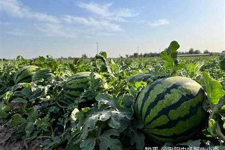 种西瓜需要什么肥料