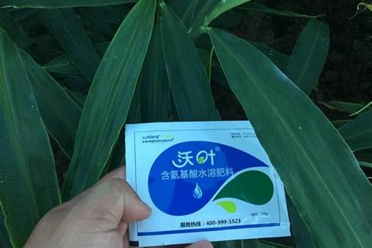 种生姜用什肥料做追肥好