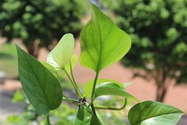 西兰花适合种植的土壤条件西兰花适合在什么样的土壤种植