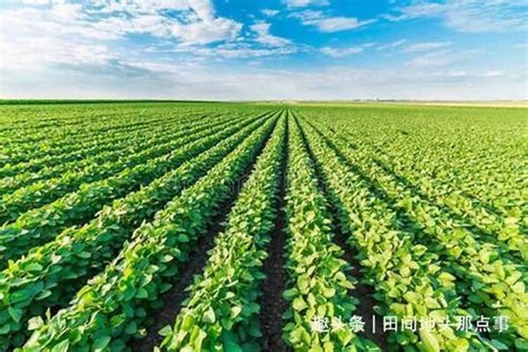 大豆的肥料需求量大,大豆需肥规律是怎么样的？
