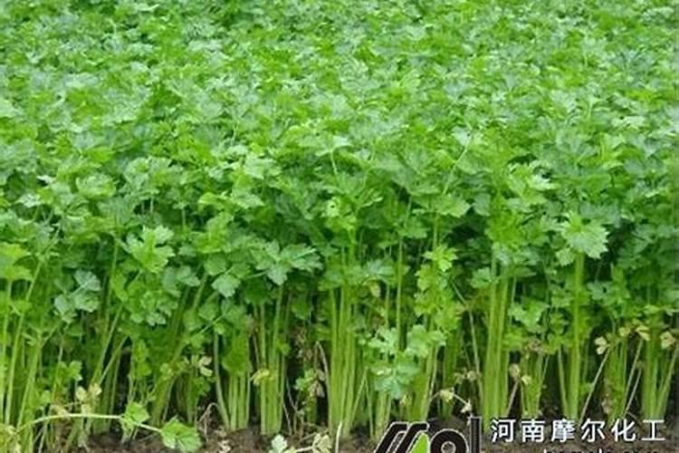 叶面肥的经典配方是什么