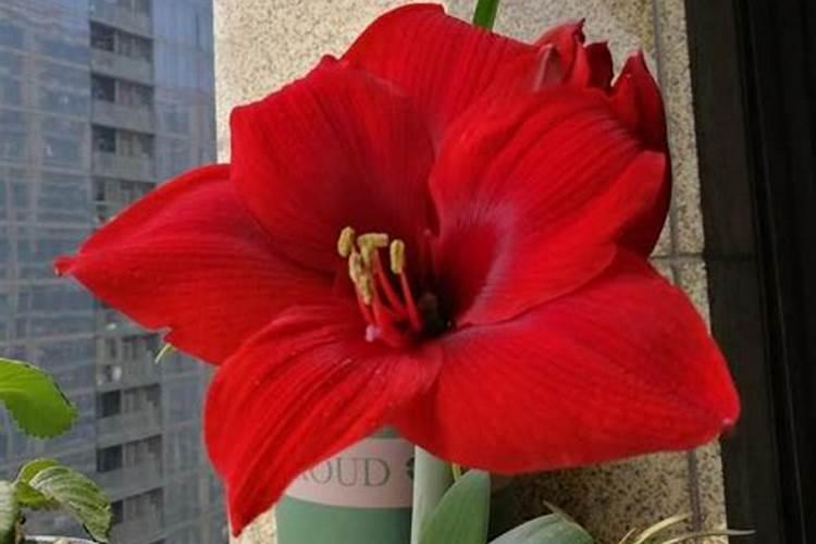 朱顶红开花时可以施肥吗