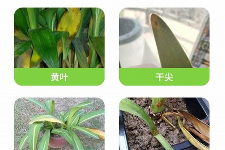 花卉朱丹红旁边冒出的小棵怎么办,可以分开栽吗