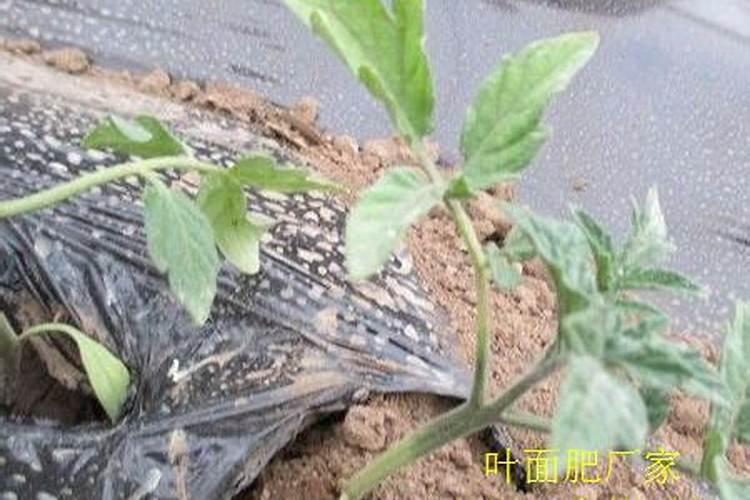 大量元素水溶肥怎么施用