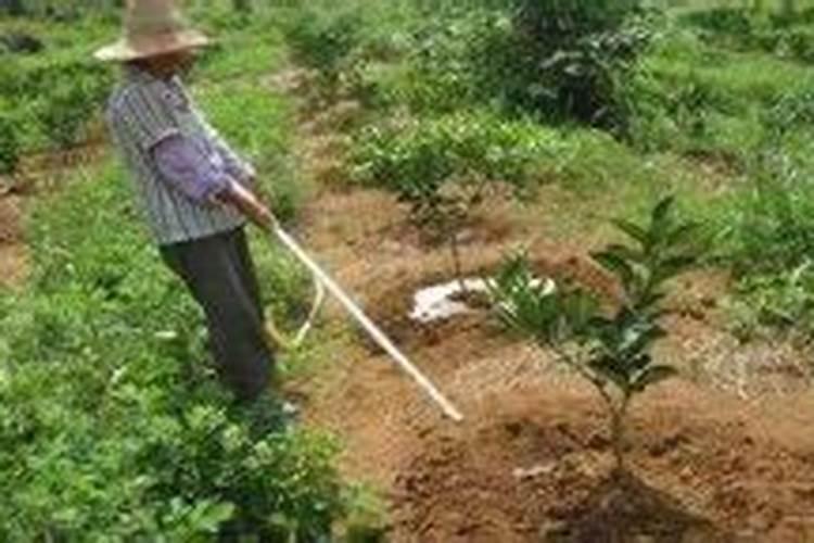 脐橙什么时期施钾肥合适？