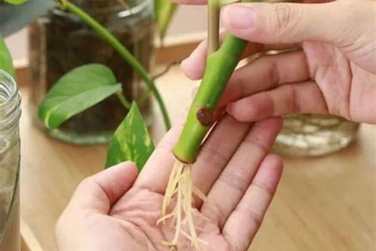 怎么给鱼缸里的水草施肥