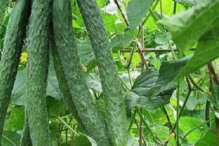 黄瓜浇什么肥料合适