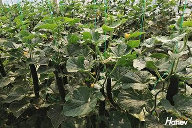 大棚种植黄瓜,要使用叶面肥吗？喷施叶面肥都要注意什么？