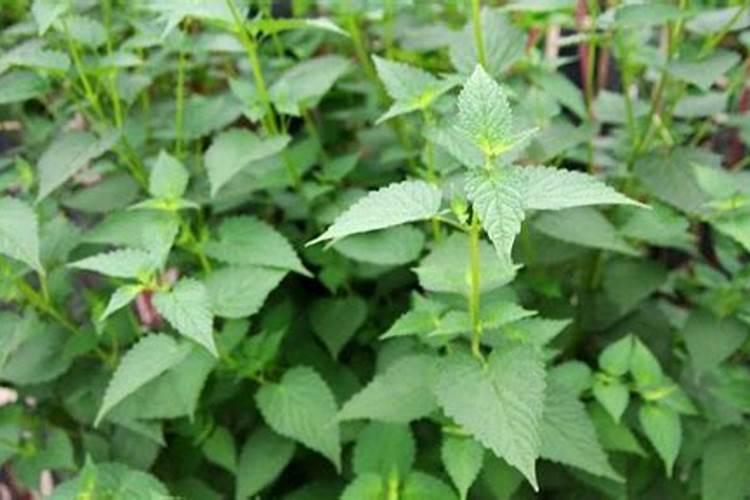 肥料对中草药种植的影响中草药种植使用什么肥料好