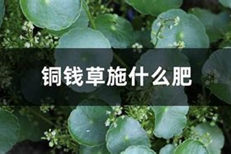 招财树的养殖方法 招财树怎么养