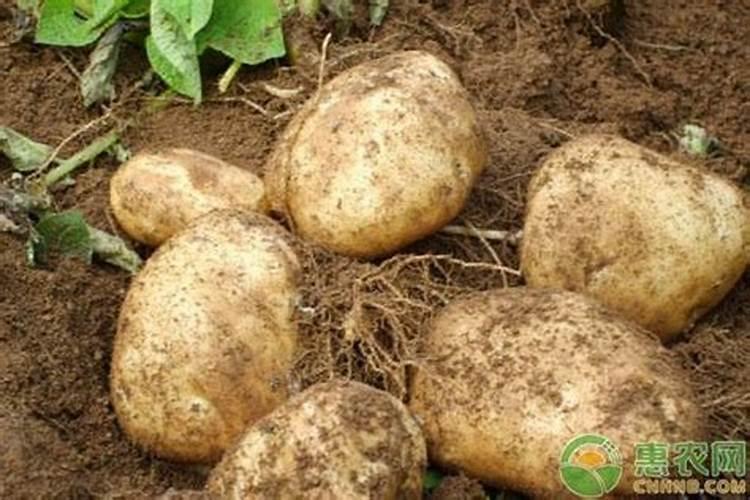 葡萄膨果期用什么肥料