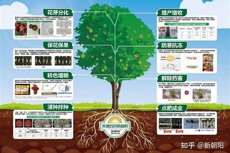 伴100斤玉米种需要芸苔素内酯多少毫升？