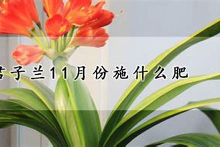君子兰施肥时间,施什么肥最好