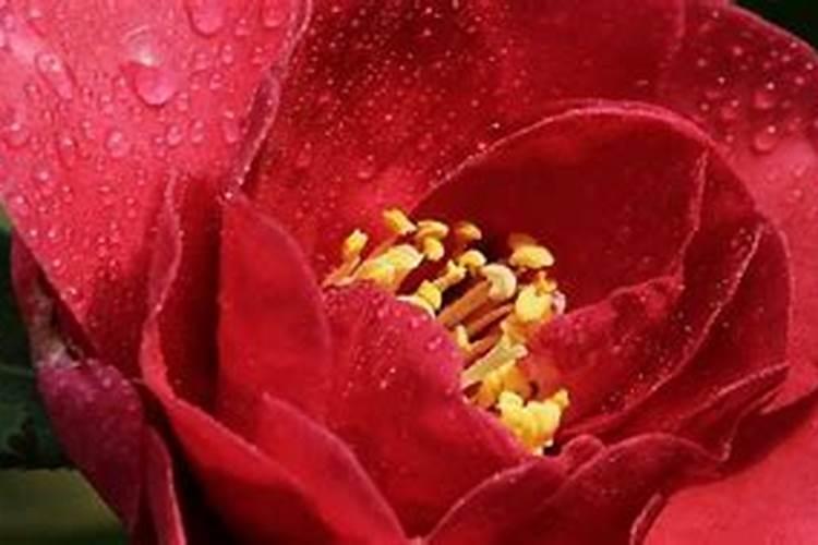 生根粉多久使用一次 生根粉何时使用最合适？