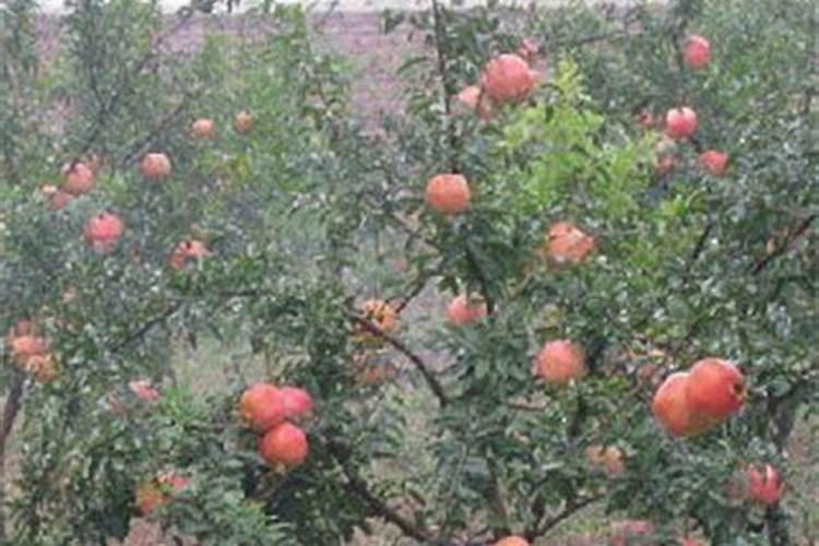 天脊16620硝酸钾水溶肥的批发价格是多少？