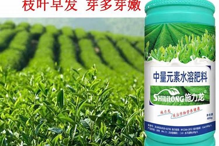 茶叶叶面肥催芽肥的正确使用
