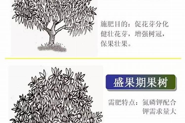 怎么种茶树 茶叶种植的注意事项有哪些