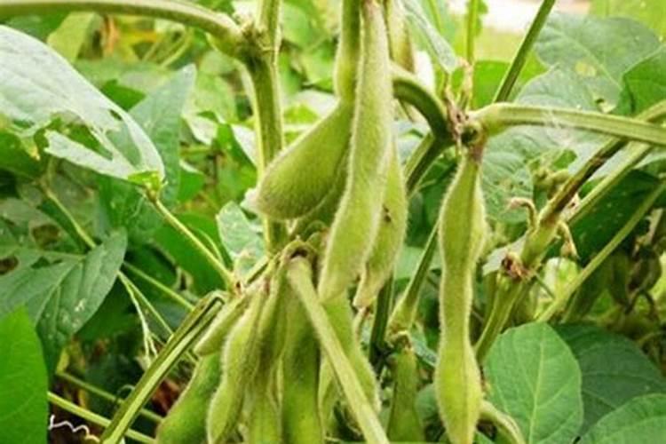毛豆施什么肥好