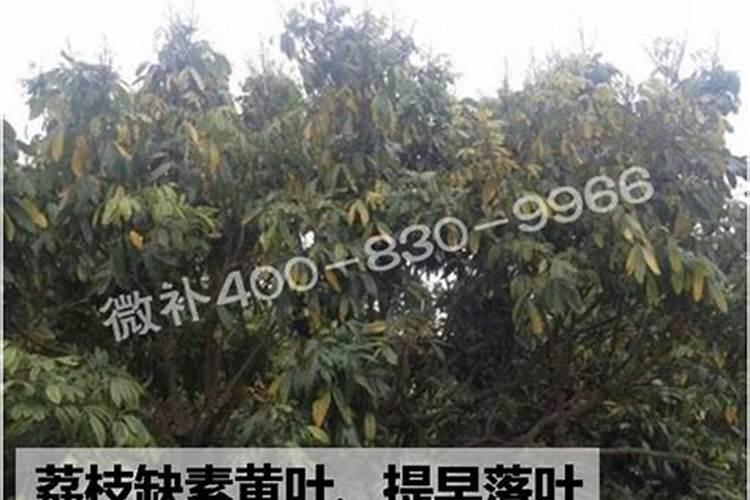 发财树施肥用什么肥料,施肥正确方法