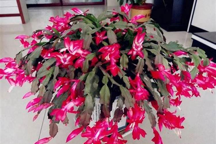 芸苔素能拌麦种吗