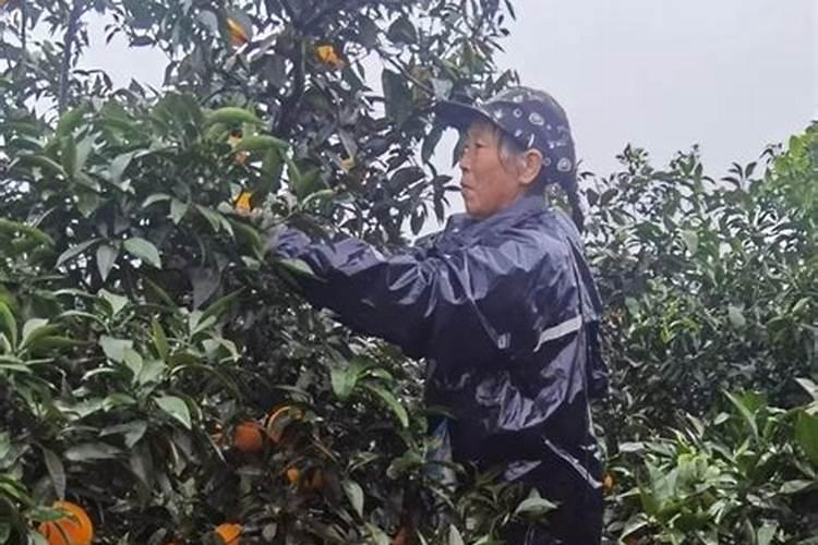硼肥我国硼肥品种与资源情况