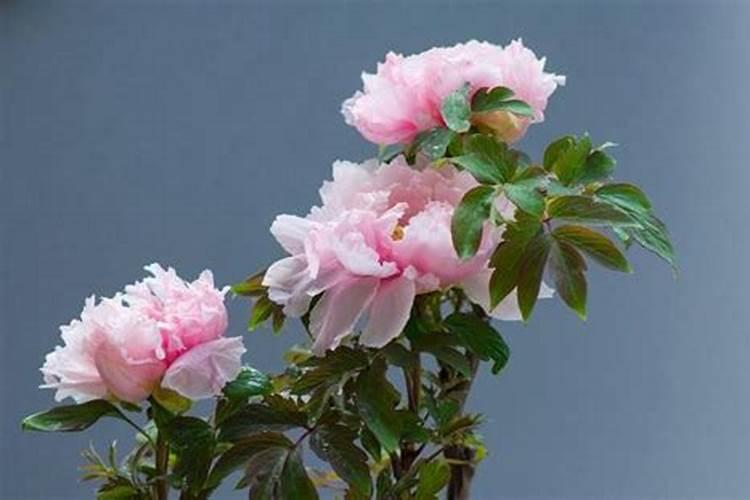 牡丹施肥用什么肥料合适 种植牡丹花四大高效肥料