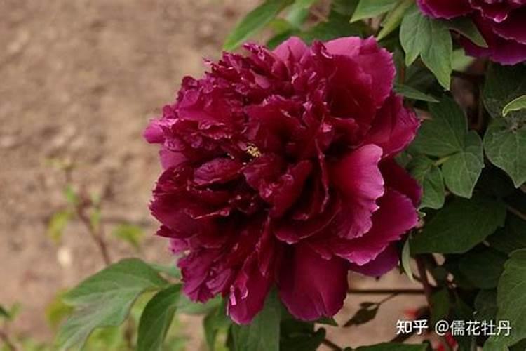 牡丹施肥用什么肥料合适,种植牡丹花四大高效肥料