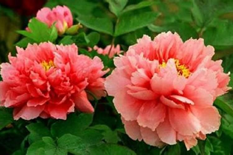 牡丹花用什么肥料好