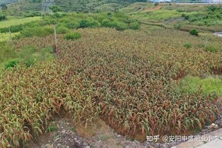 种高粱用什么肥料好