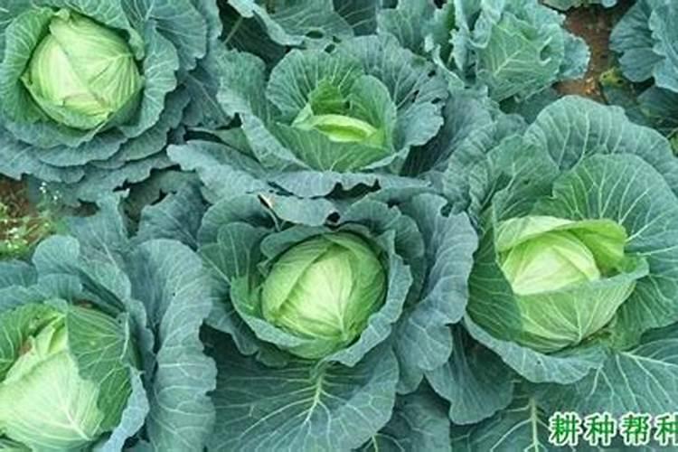 钾肥用作底肥集中施用于种油菜有益吗？