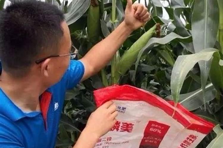 西瓜苗发生僵苗后怎么办