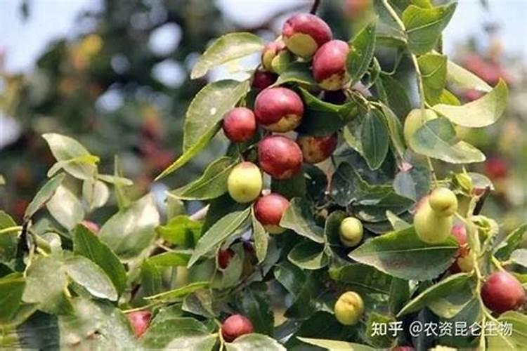 果实膨大期施肥诀窍有哪些