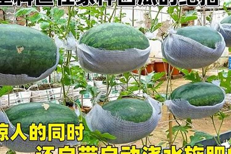 用什么叶面肥可以让荔枝熟得颜色好