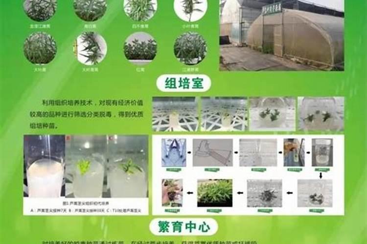 泥蒿是怎么种植的