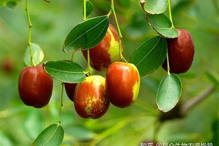 红枣使用什么肥料好,