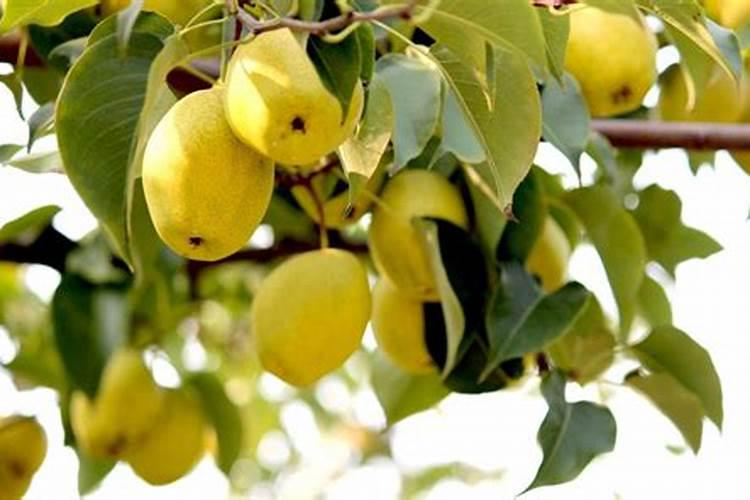 砂糖橘如何施肥 分享种植砂糖橘施肥技术经验