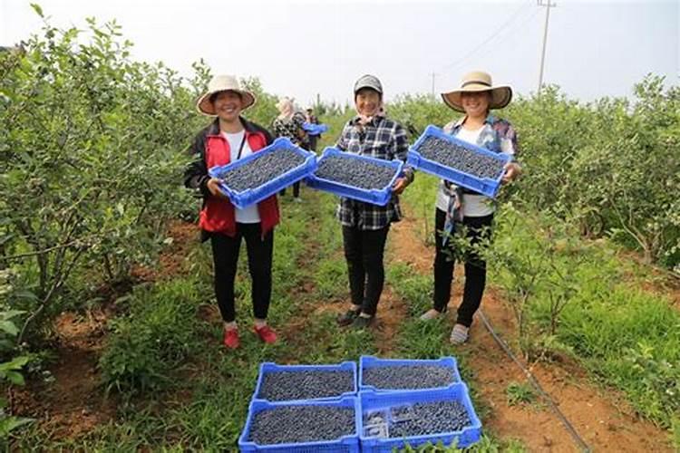 草莓露天种植施肥方法