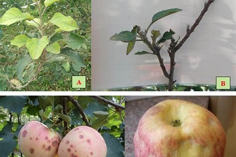苹果树什么时间施纯钾肥面子？