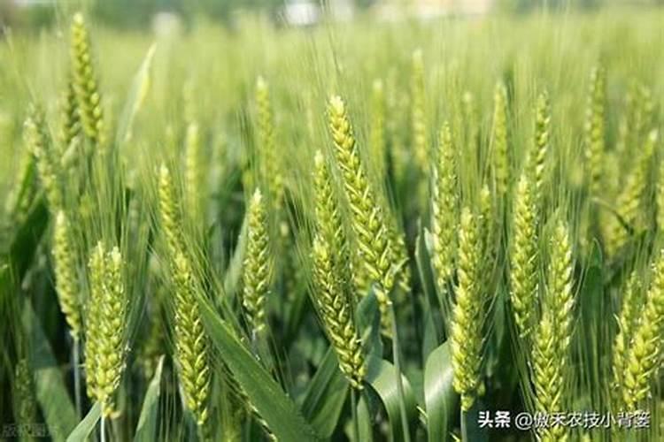 小麦浇水施肥方法