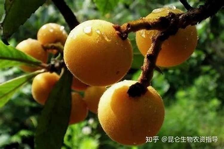 枇杷打不打叶面肥？如果打怎样打