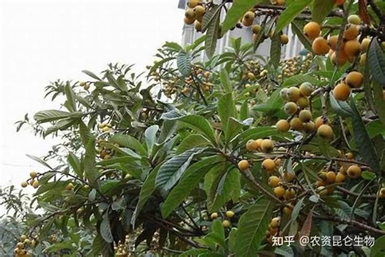 补充枇杷果实生长所需要的多种微量元素的方法有哪些？