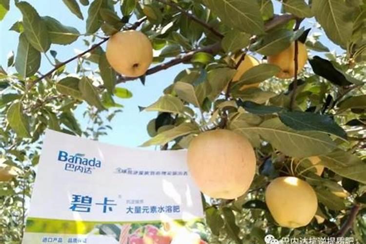 沙糖桔该几月份放钾肥 正确使用方法有哪些