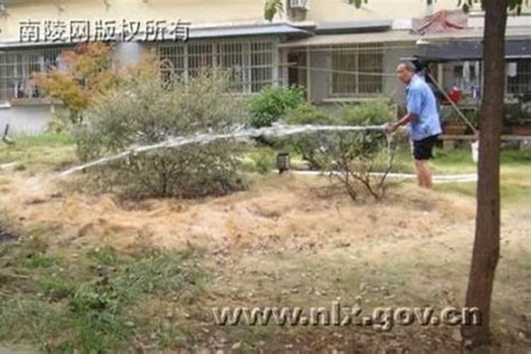 春季什么时间植树好
