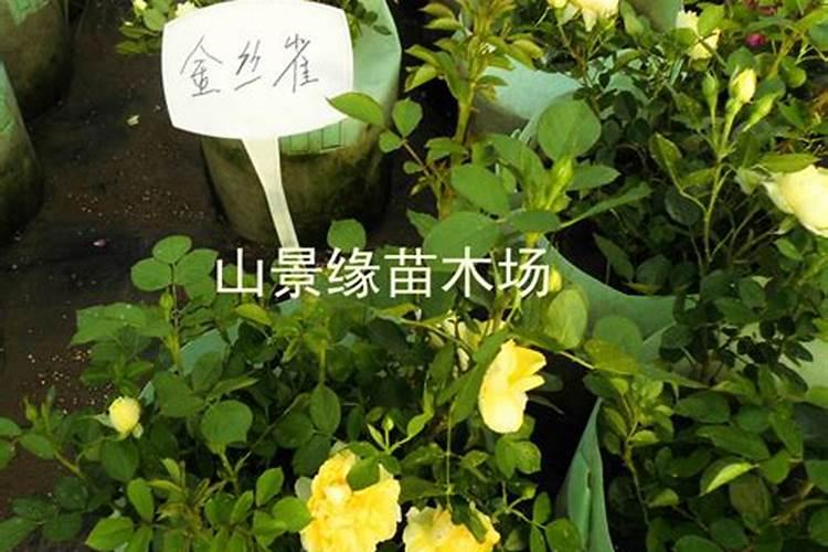 施可丰月季专用肥好吗