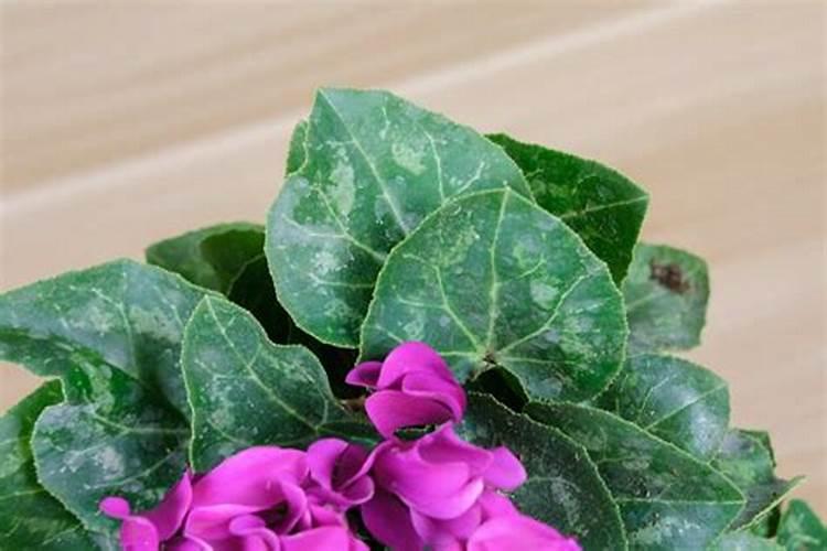 仙客来开花期间怎么浇水施肥